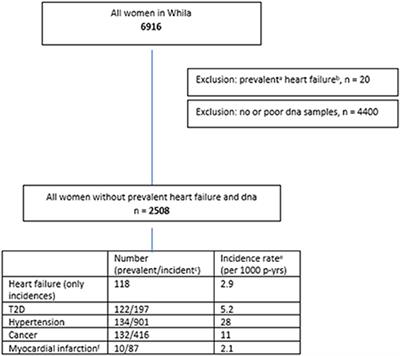 Baseline mitochondrial DNA copy number and heart failure incidence and its role in overall and heart failure mortality in middle-aged women